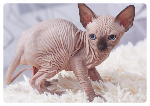  스핑크스 고양이 매력 포인트 13가지