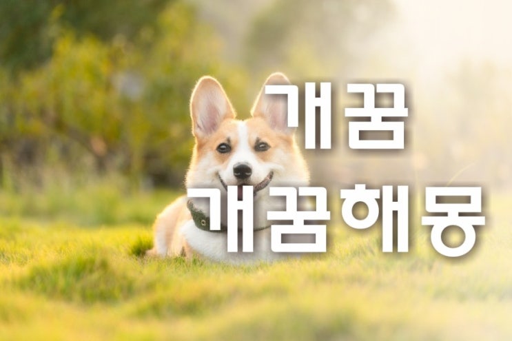  개꿈 개꿈해몽 개에 물리는 꿈 상세하게 풀이해드립니다