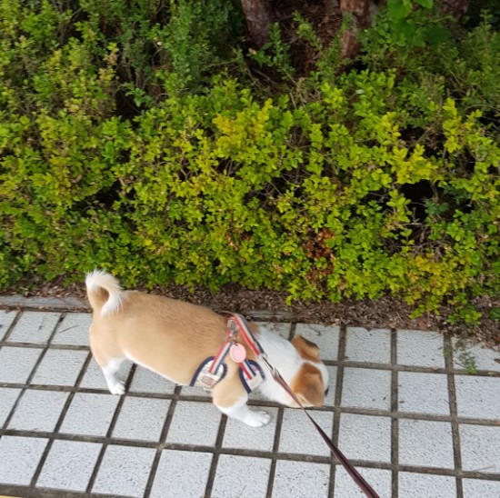  강아지와 산책
