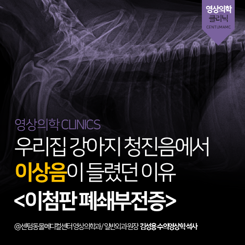  [심장전문진료] 강아지 이첨판 폐쇄부전증 (노령견 초기 퇴행성 심장병)