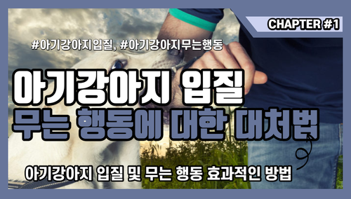  아기강아지 입질 무는 행동에 대한 대처법