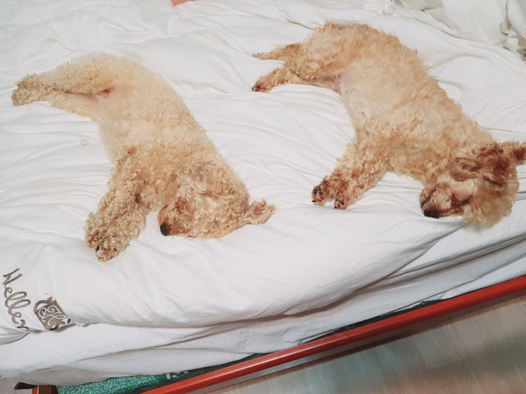  동물 약사가 알려드리는 강아지 귀청소 꿀팁