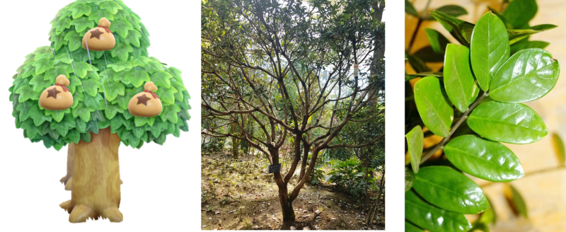 모동숲 돈나무(money tree)는 실제로 있다? : 네이버 블로그 모동숲 돈나무(Money Tree)는 실제로 있다? : 네이버 블로그