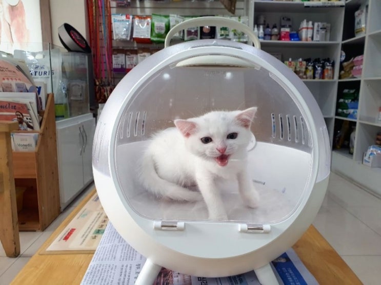  내 인생에 끼어든 스코티시 폴드 고양이 6편(※용품 대공개)
