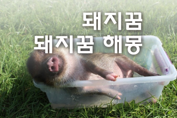  돼지꿈 돼지꿈해몽 새끼돼지꿈 자세하게 풀이해드립니다