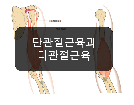  단관절근육(one-joint muscles)과 다관절근육(two-joint muscles)