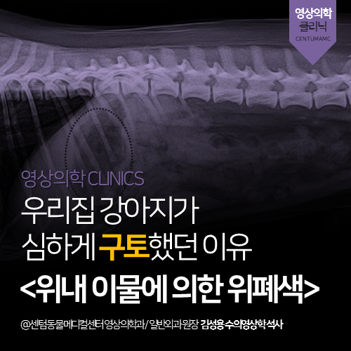  [영상진단전문] 강아지 위내 이물 위폐색 (구토, 내시경 시술 제거)