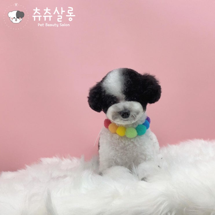  츄츄살롱[부산북구애견미용/파티푸들/푸들미용/푸들테디베어/푸들곰돌이컷/부산푸들미용/덕천푸들미용/만덕푸들미용/화명동푸들미용/구포푸들미용/부산북구푸들미용/덕천애견샵/부산북구강아지미용]
