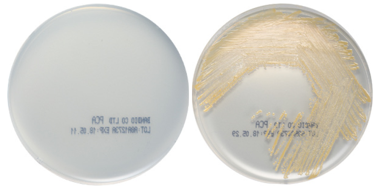 PCA(Plate Count Agar) : 네이버 블로그