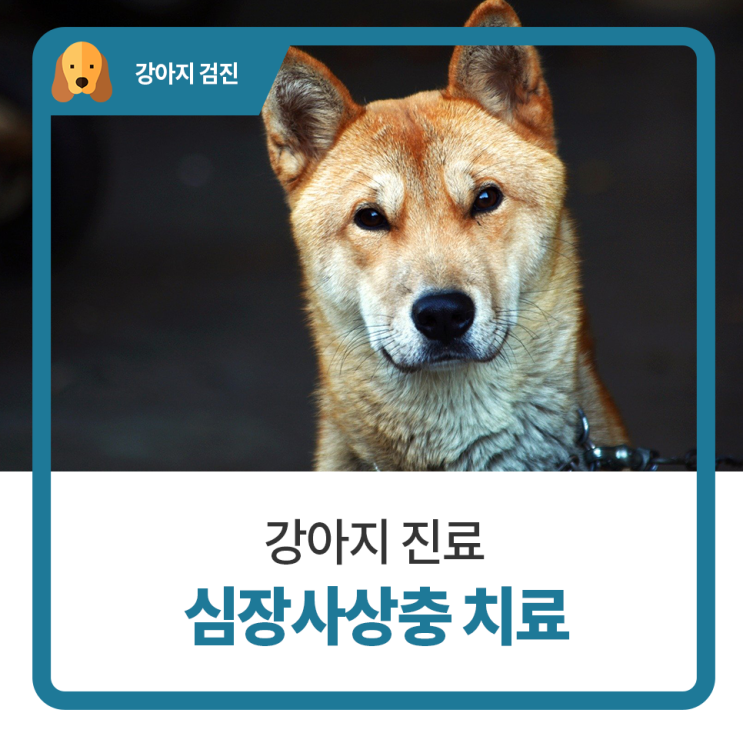  일산 고양 화정 24시 탑케어동물의료원 [강아지 심장사상충 치료]