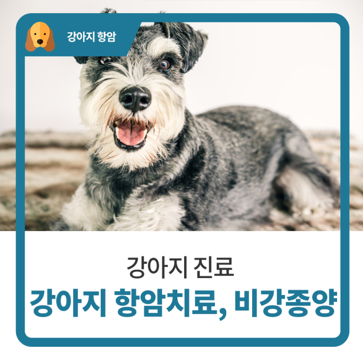  일산 고양 화정 24시 탑케어동물의료원 [강아지 항암치료, 강아지 비강종양]
