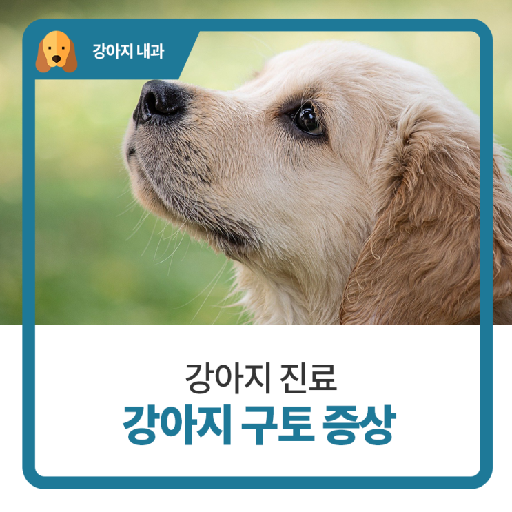  일산 고양 화정 24시 탑케어동물의료원 [강아지 구토증상 치료]