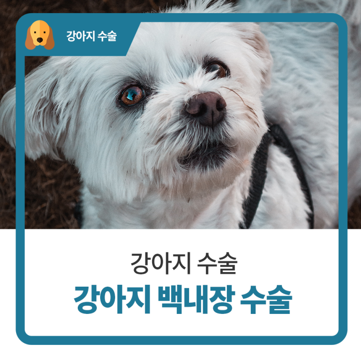  일산 고양 화정 24시 탑케어동물의료원 [강아지 백내장 수술]
