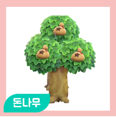  모동숲 돈나무(money tree)는 실제로 있다?