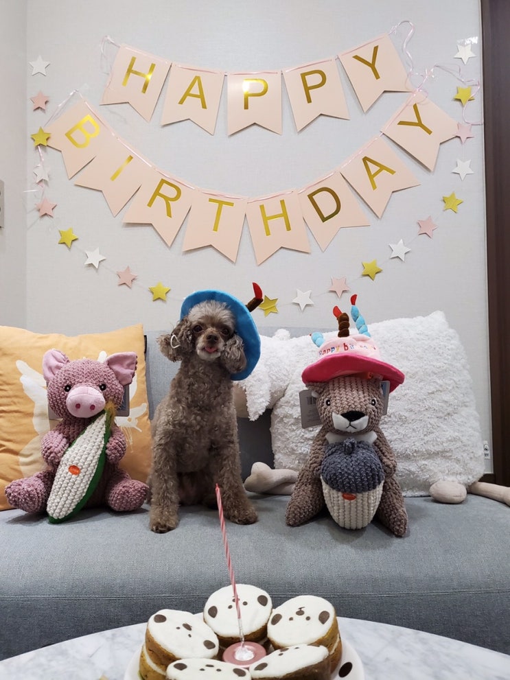  *9월 12일은 루이 생일* 강아지용 생일 케이크 