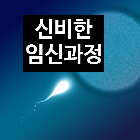  신비한 임신의 과정