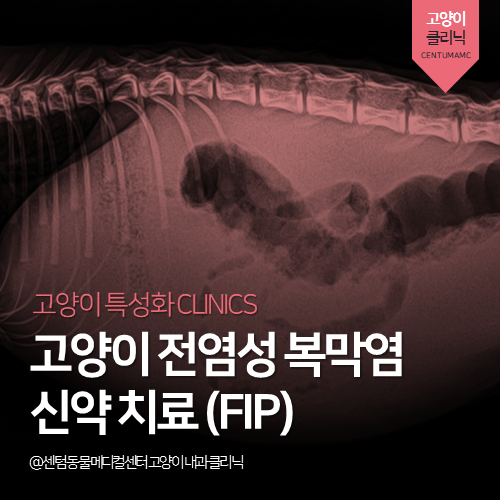  [고양이전문진료] 고양이 전염성 복막염(FIP) 신약 치료