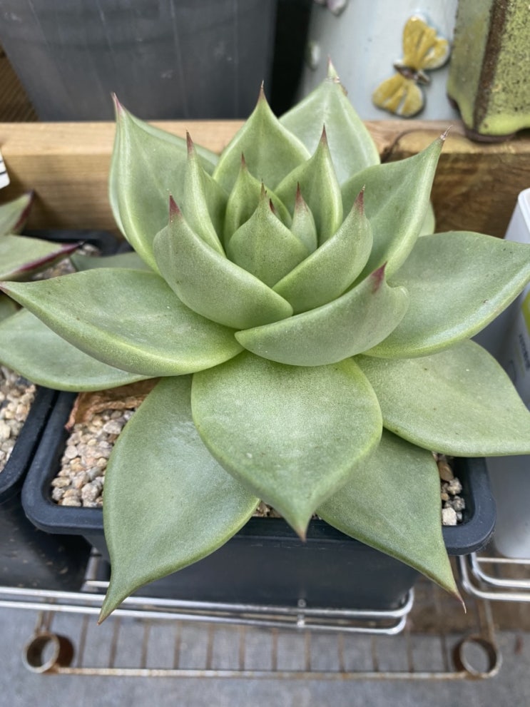  마리아,슈퍼클론,에보니금