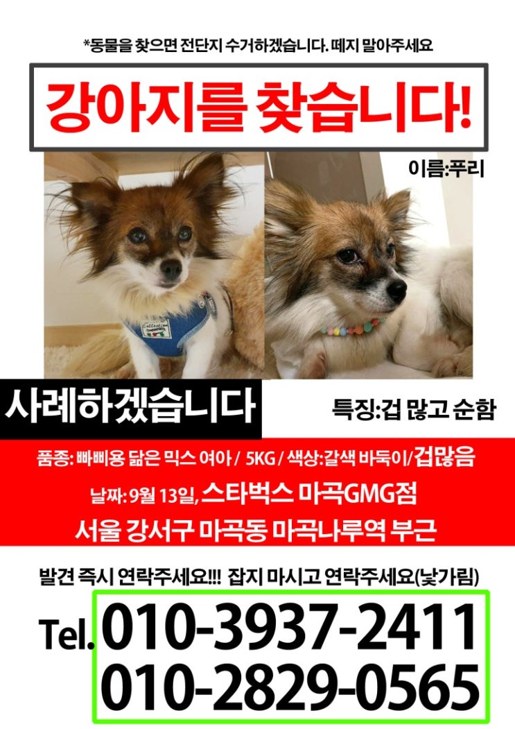 9월 15일 오전 10시 푸리 찾기 도와주세요. 마곡나루역 스타벅스 GMG점앞에서부터 다시 시작해보려고요. 9월 15일 오전 10시 푸리 찾기 도와주세요. 마곡나루역 스타벅스 GMG점앞에서부터 다시 시작해보려고요.