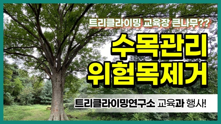  트리클라이밍 나무 수목관 위험목제거[트리클라이밍연구소]