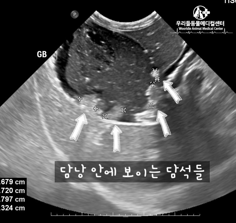 강아지가 황달에 간 수치가 떨어지지 않는 췌장염은 어떻게 치료해야 하나요?[부천 24시 담낭결석/담낭점액종/담낭절제술수술전문동물병원]