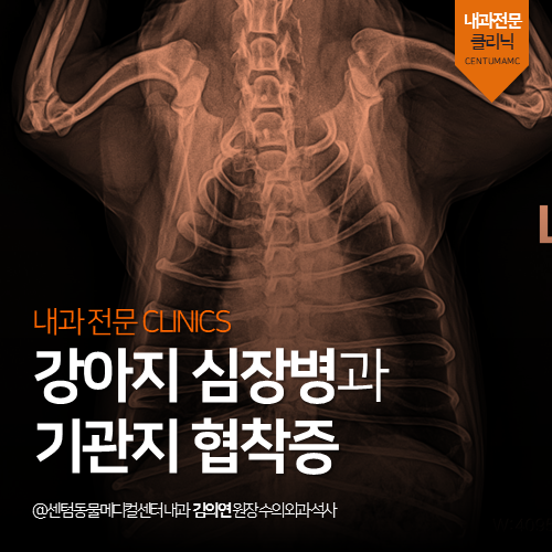  [심장전문진료] 강아지 심장병과 기관지 협착증 (노령견 기침)