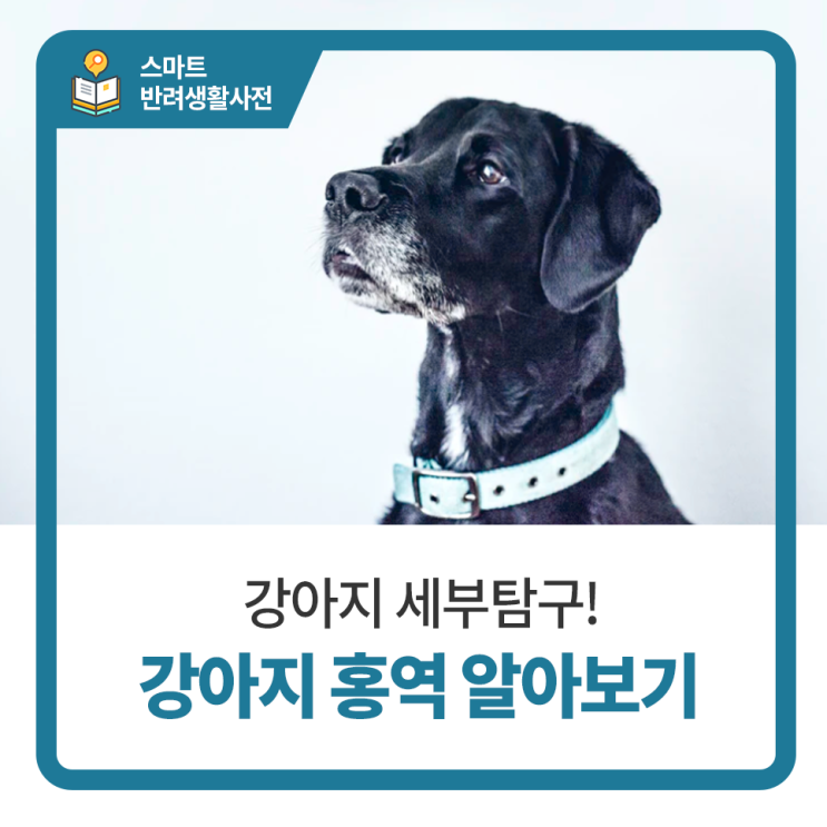  일산 고양 화정 24시 탑케어동물의료원 [강아지 홍역에 대해 알아보아요!]