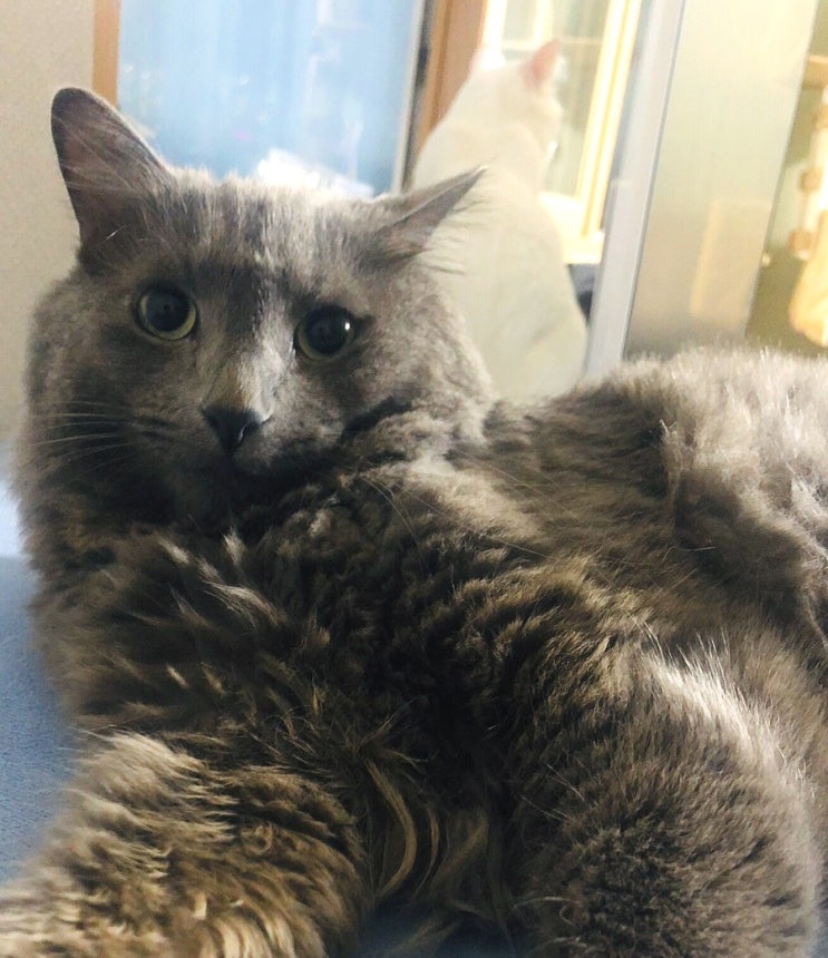  고양이 정보통:) 옛날부터 전해져 온 고양이에 대한 미신