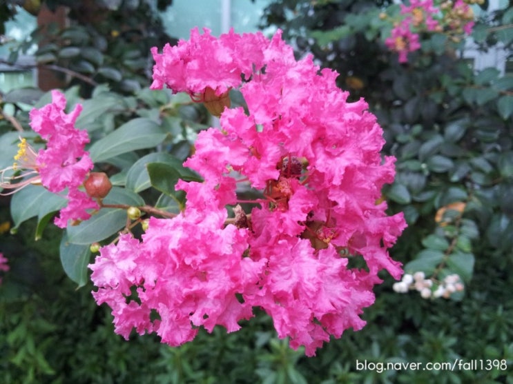 배롱나무 - 배롱나무꽃(목백일홍, 자미화)의 다양한 색깔