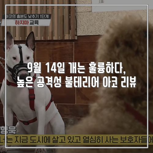  9월 14일 개는 훌륭하다, 높은 공격성 불테리어 아코 리뷰