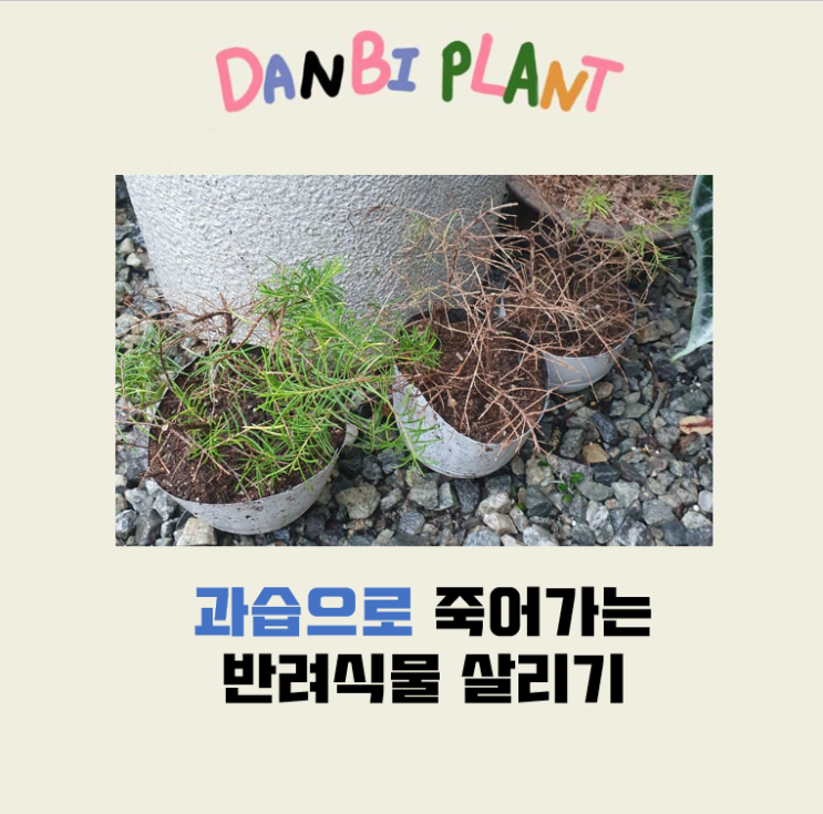  [물주기] 과습으로 죽어가는 식물 살리기