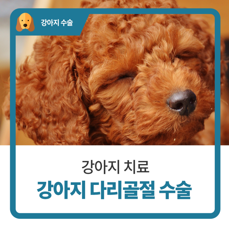  일산 고양 화정 24시 탑케어동물의료원 [강아지 다리골절 수술]