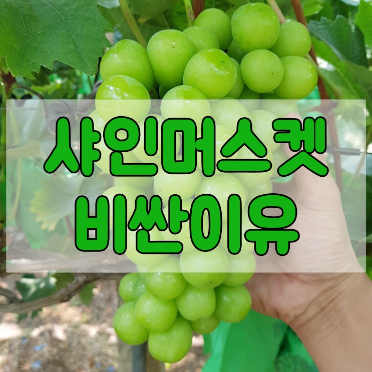  샤인머스켓 비싼이유 3가지와 칼로리