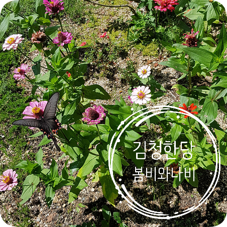  김청한당 한시 "봄비와 나비"/ 金淸閑堂 漢詩 "春雨新蝶"