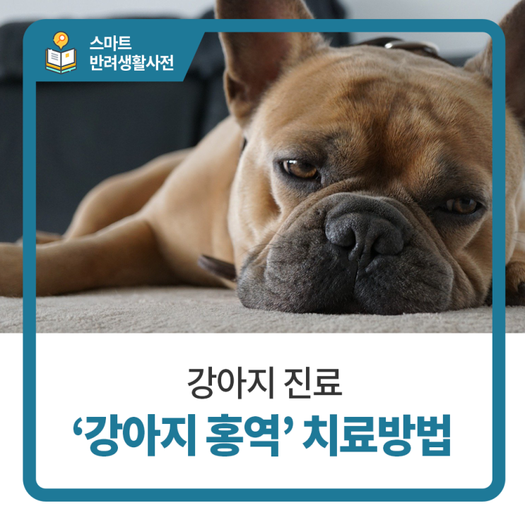  일산 고양 화정 24시 탑케어동물의료원 [강아지 홍역 치료]