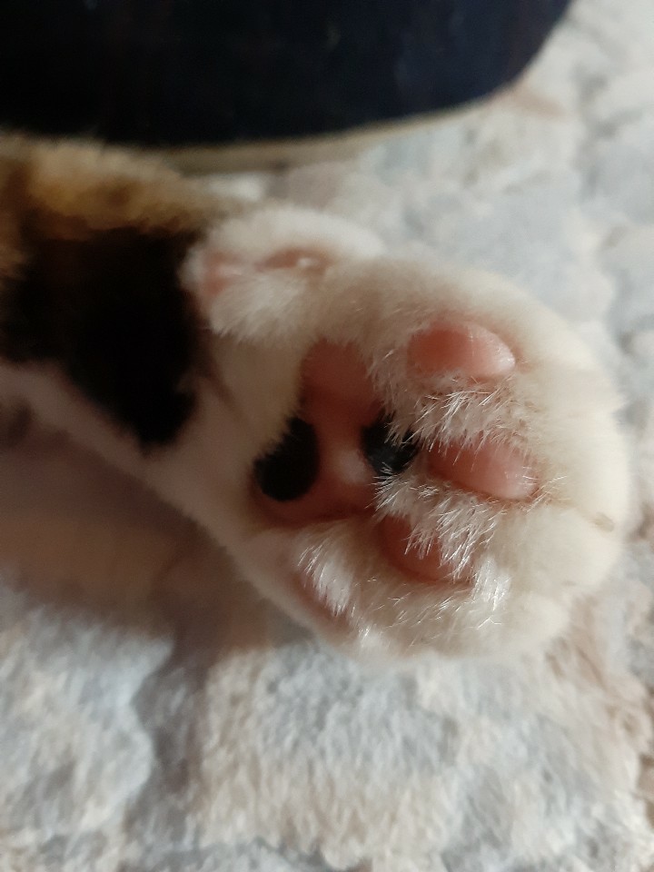  우리집에 온 얼룩 고양이#4
