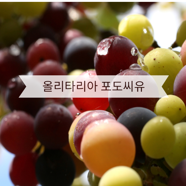  포도 1톤의 영양을 담은 귀한 오일 올리타리아 포도씨유