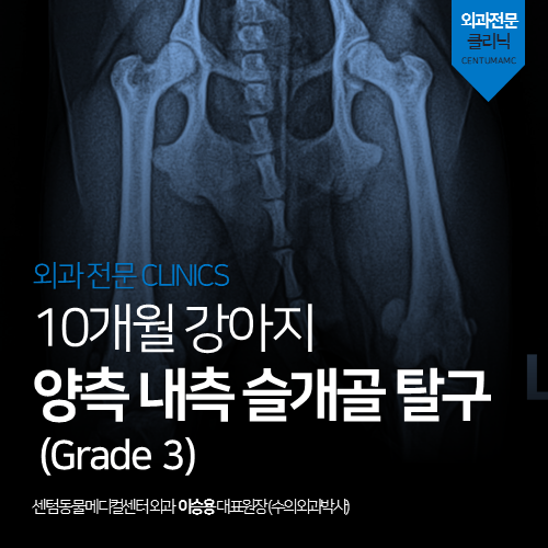 [정형외과] 강아지 양측 내측 슬개골 탈구 (Grade 3, 수술 전문 동물병원)