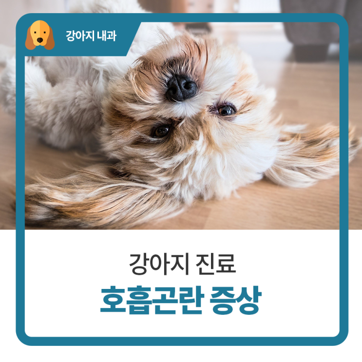  일산 고양 화정 24시 탑케어동물의료원 [강아지 호흡곤란 증상]
