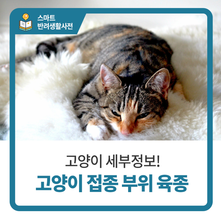  일산 고양 화정 24시 탑케어동물의료원 [고양이 등 쪽 혹, 고양이 등 피부 종양, 고양이 접종 후 종양]