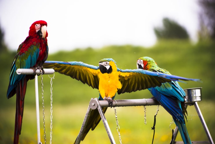  앵무새 기르기 [앵무새 편식 1편]