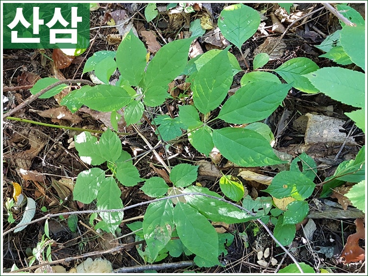 산삼 모습 자연 산삼의 생긴 모양 산삼 뿌리 생김새 자연산 약초 한약 식물 약초의 왕 : 네이버 블로그