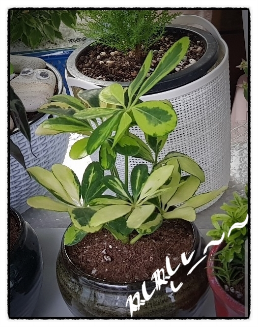 홍콩야자 키우기