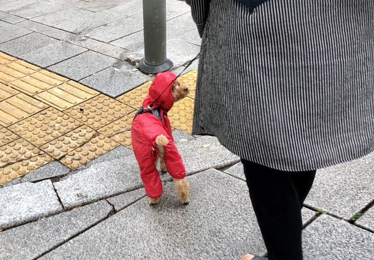  [소소하루] 보슬비. 우비 입은 강아지. 진한 초코 브라우니.