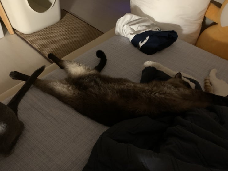  [고양이] 갑자기, 터는 애옹스 사진