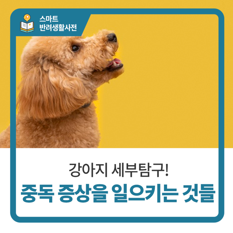  일산 고양 화정 24시 탑케어동물의료원 [중독 증상을 일으키는 것들]