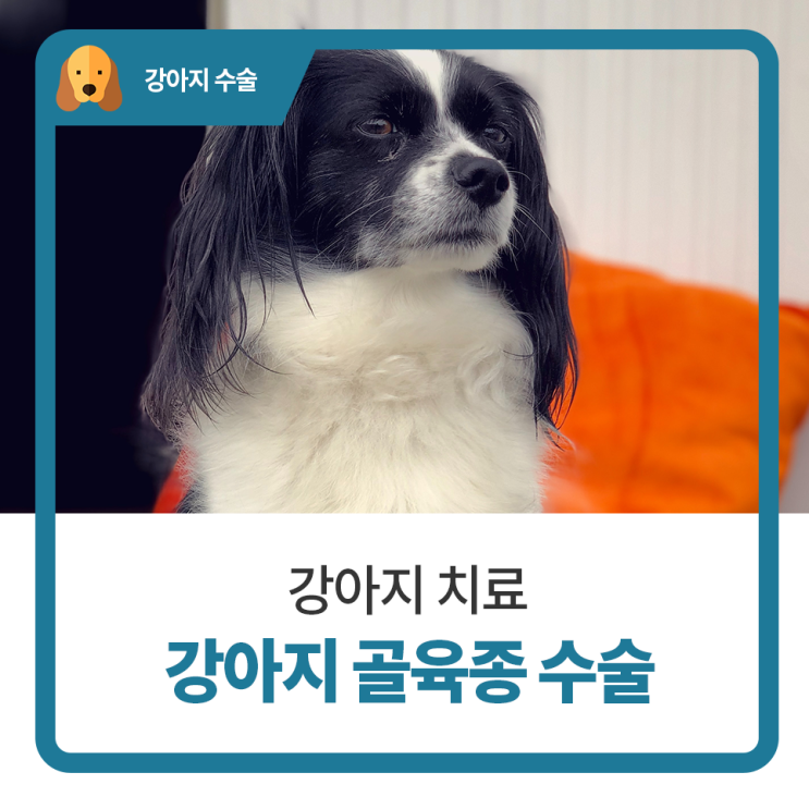  일산 고양 화정 24시 탑케어동물의료원 [강아지 골육종 수술]