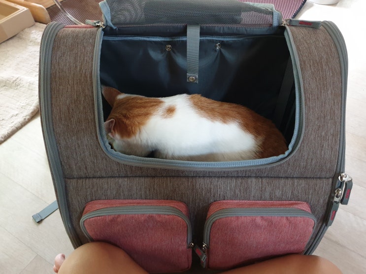  고양이 이동장 10kg 뚠뚠묘 가능한 백팩형 캐리어