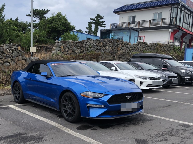  제주도 머스탱 렌트해봄!! 제주 외제차 렌트카로 행복한 드라이브 완전추천!