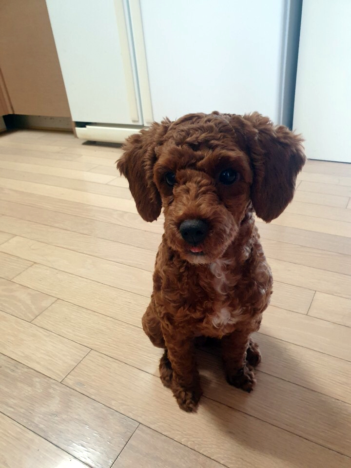  애견간식쇼핑몰추천 펫큐브 강아지간식 후기